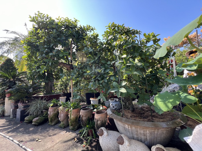 Nhiều loại trái cây trưng Tết tiền triệu- Ảnh 5. Nhiều loại tỷ lệ kèo nhà cái cây trưng Tết tiền triệu- Ảnh 5.