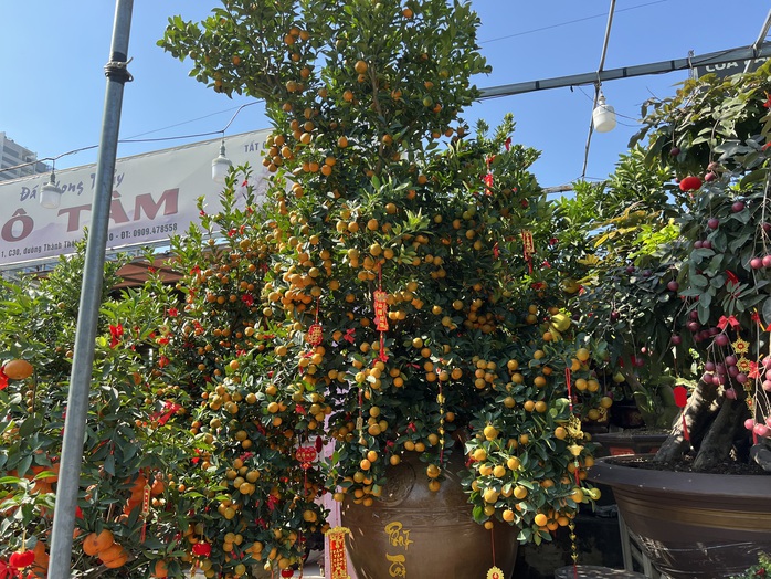 Nhiều loại trái cây trưng Tết tiền triệu- Ảnh 6. Nhiều loại tỷ lệ kèo nhà cái cây trưng Tết tiền triệu- Ảnh 6.