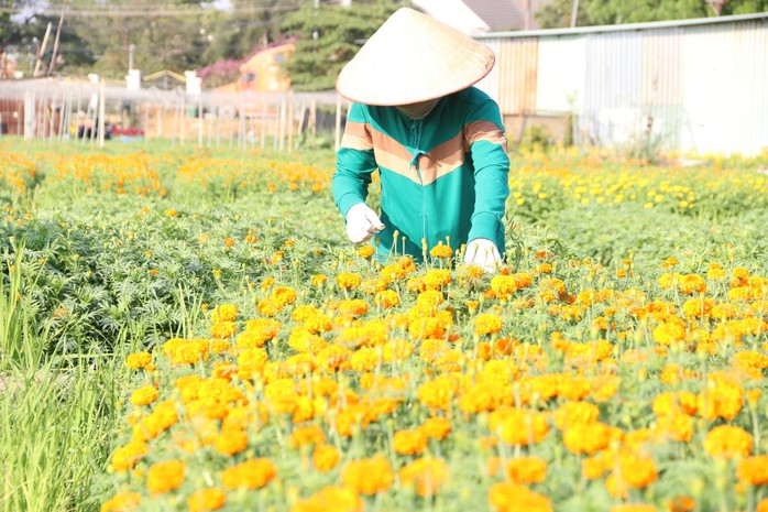 Làng hoa ở Bình Dương hối hả vào vụ Tết- Ảnh 5. Làng hoa ở Bình Dương hối hả vào vụ Tết- Ảnh 5.