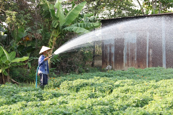 Làng hoa ở Bình Dương hối hả vào vụ Tết- Ảnh 4. Làng hoa ở Bình Dương hối hả vào vụ Tết- Ảnh 4.