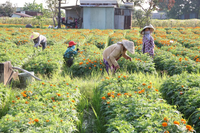 Làng hoa ở Bình Dương hối hả vào vụ Tết- Ảnh 2. Làng hoa ở Bình Dương hối hả vào vụ Tết- Ảnh 2.