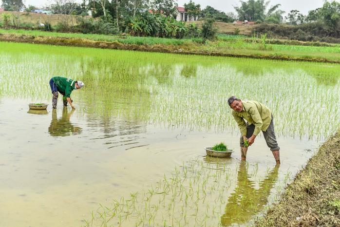 Bình yên cảnh nông dân cấy lúa trong thành cổ trên 600 năm tuổi- Ảnh 6. Bình yên cảnh nông dân cấy lúa trong thành cổ trên 600 năm tuổi- Ảnh 6.