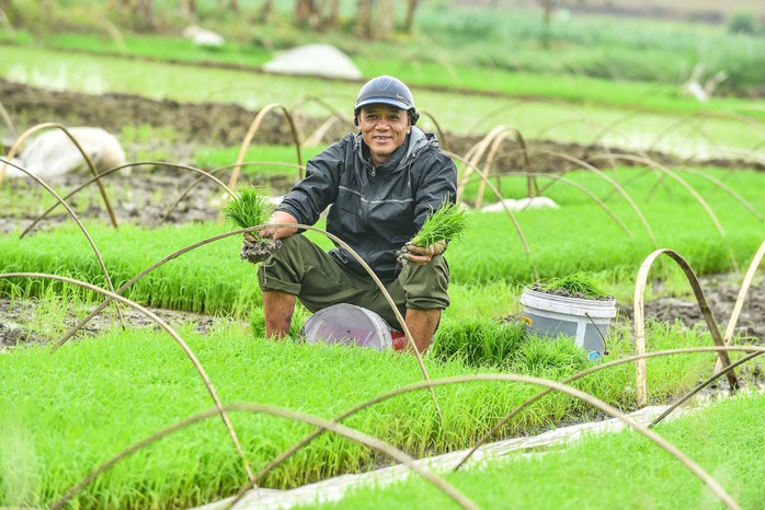 Bình yên cảnh nông dân cấy lúa trong thành cổ trên 600 năm tuổi- Ảnh 7. Bình yên cảnh nông dân cấy lúa trong thành cổ trên 600 năm tuổi- Ảnh 7.