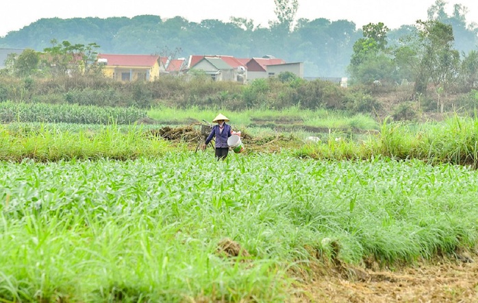 Bình yên cảnh nông dân cấy lúa trong thành cổ trên 600 năm tuổi- Ảnh 8. Bình yên cảnh nông dân cấy lúa trong thành cổ trên 600 năm tuổi- Ảnh 8.