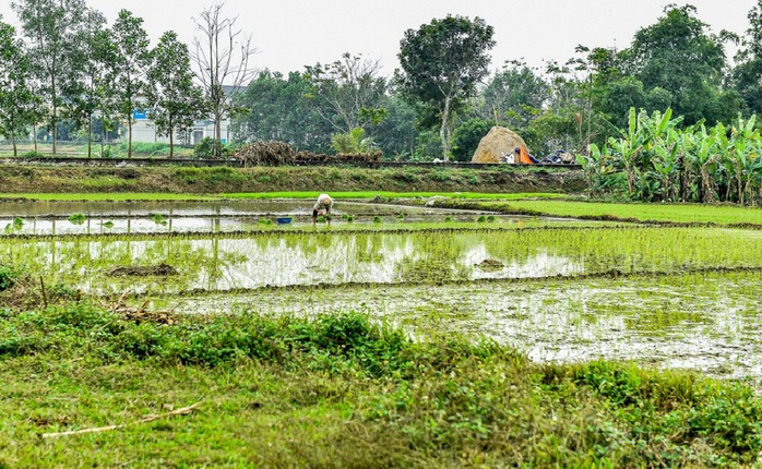 Bình yên cảnh nông dân cấy lúa trong thành cổ trên 600 năm tuổi- Ảnh 9. Bình yên cảnh nông dân cấy lúa trong thành cổ trên 600 năm tuổi- Ảnh 9.