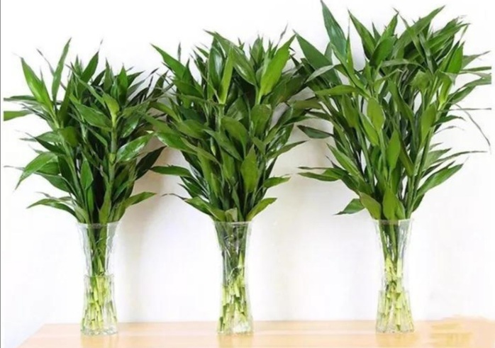Trúc phú quý là cây cảnh phong thủy mang đến những điều may mắn, tốt lành, phú quý. Ảnh: Sohu Trúc phú quý là cây cảnh phong thủy mang đến những điều may mắn, tốt lành, phú quý. Ảnh: Sohu
