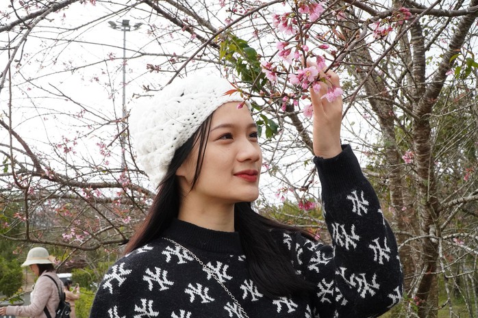 Hoa mai anh đào rực rỡ hút khách đến Măng Đen- Ảnh 1.