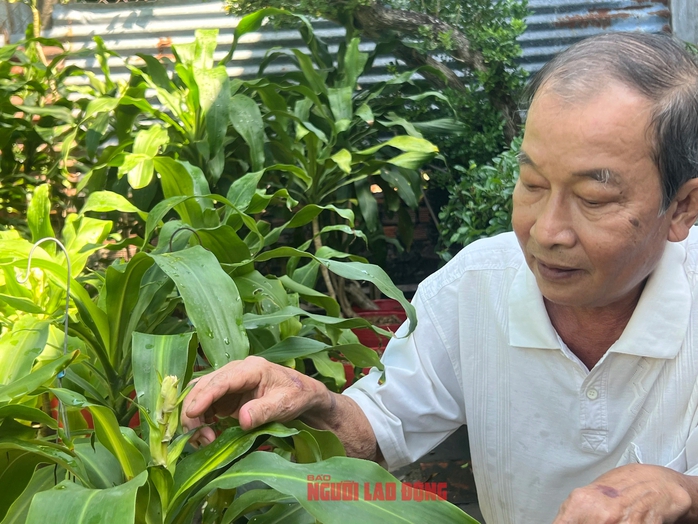 Ông lão về hưu "ép" cây phát tài trổ bông đúng dịp Tết- Ảnh 1. Ông lão về hưu "ép" cây phát tài trổ bông đúng dịp Tết- Ảnh 1.