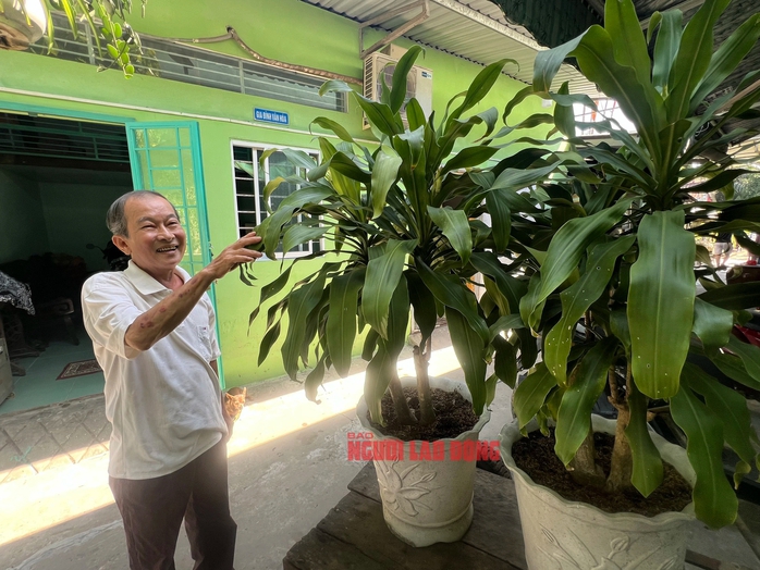 Ông lão về hưu "ép" cây phát tài trổ bông đúng dịp Tết- Ảnh 8. Ông lão về hưu "ép" cây phát tài trổ bông đúng dịp Tết- Ảnh 8.