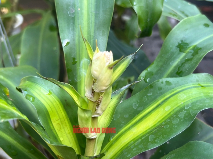 Ông lão về hưu "ép" cây phát tài trổ bông đúng dịp Tết- Ảnh 5. Ông lão về hưu "ép" cây phát tài trổ bông đúng dịp Tết- Ảnh 5.