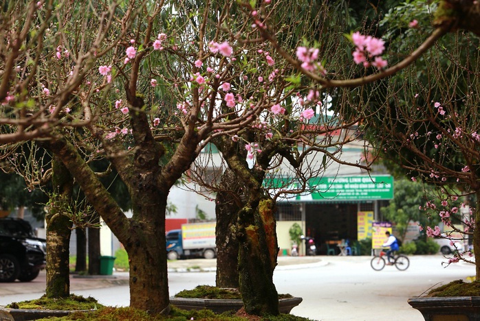 Ngắm "cụ" đào hơn 100 năm tuổi ở chợ Tết Thanh Hóa- Ảnh 10. Ngắm "cụ" đào hơn 100 năm tuổi ở chợ Tết Thanh Hóa- Ảnh 10.