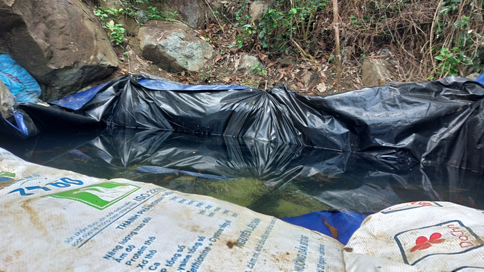 N&uacute;p b&oacute;ng trang trại để đ&agrave;o v&agrave;ng?- Ảnh 3.