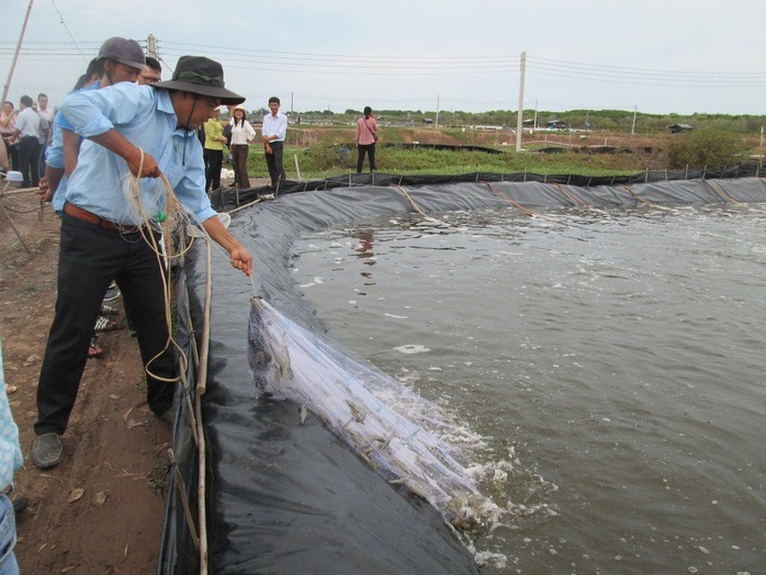 Thu hoạch tôm tại Sóc Trăng Ảnh: NGỌC ÁNH