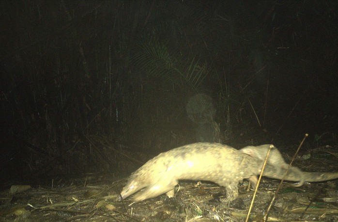 S&ocirc;ng Thanh - "ng&ocirc;i nh&agrave; xanh" của mu&ocirc;ng th&uacute;- Ảnh 4.