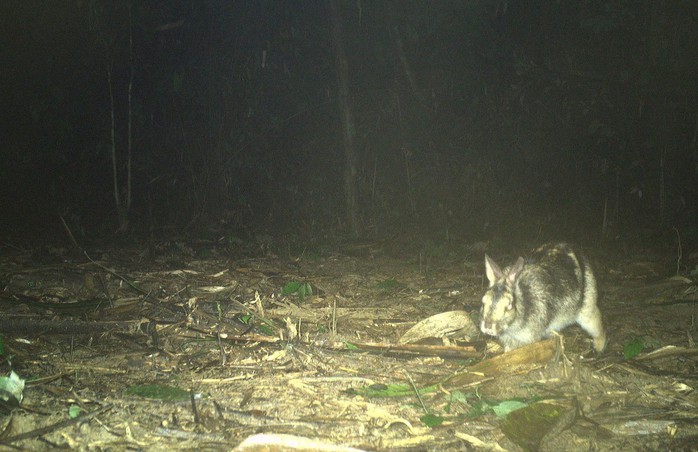 S&ocirc;ng Thanh - "ng&ocirc;i nh&agrave; xanh" của mu&ocirc;ng th&uacute;- Ảnh 2.