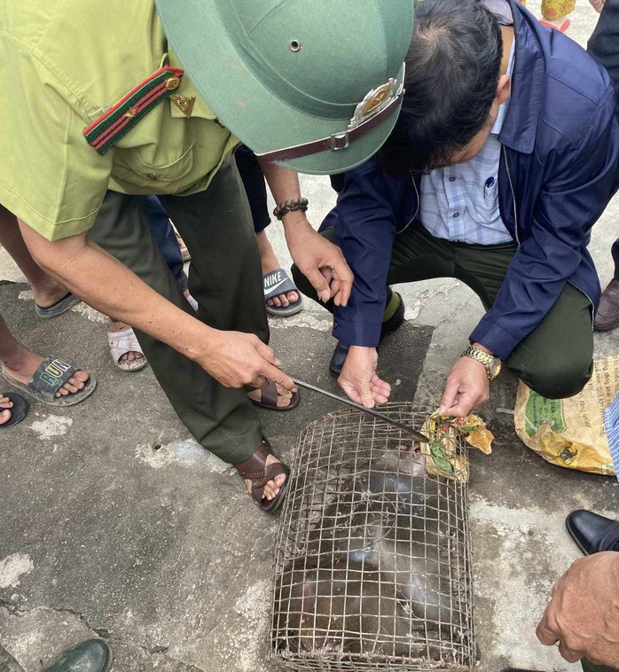 Khỉ quý hiếm tấn công người ở Quảng Nam đã bị bắt- Ảnh 1. Khỉ quý hiếm tấn công người ở Quảng Nam đã bị bắt- Ảnh 1.