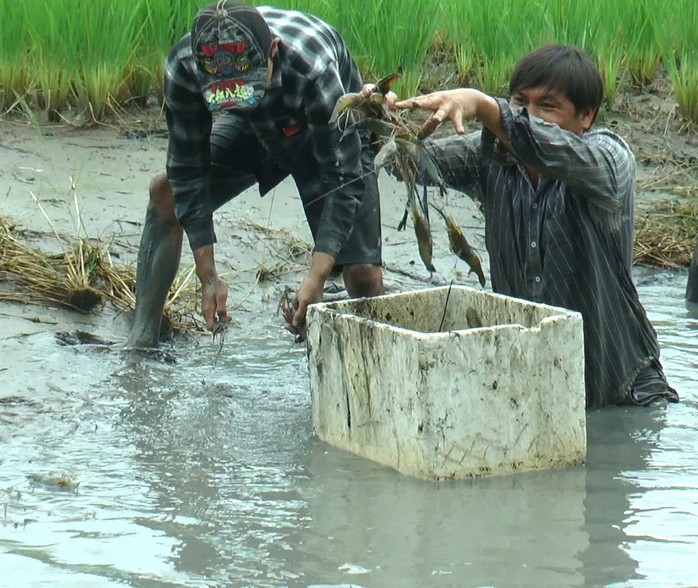 CLIP: Đã mắt với nông dân thu hoạch tôm trên đất ruộng lúa- Ảnh 2. CLIP: Đã mắt với nông dân thu hoạch tôm trên đất ruộng lúa- Ảnh 2.