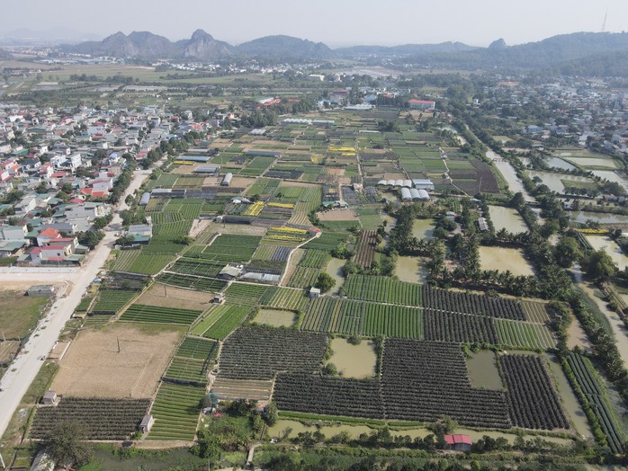 Làng hoa lớn nhất Thanh Hóa tất bật vào vụ Tết- Ảnh 2. Làng hoa lớn nhất Thanh Hóa tất bật vào vụ Tết- Ảnh 2.