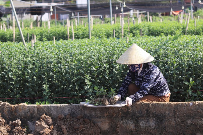 Làng hoa lớn nhất Thanh Hóa tất bật vào vụ Tết- Ảnh 4. Làng hoa lớn nhất Thanh Hóa tất bật vào vụ Tết- Ảnh 4.