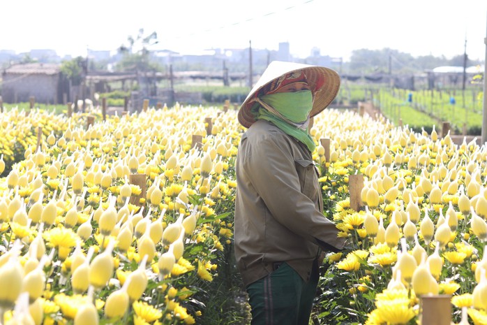 Làng hoa lớn nhất Thanh Hóa tất bật vào vụ Tết- Ảnh 5. Làng hoa lớn nhất Thanh Hóa tất bật vào vụ Tết- Ảnh 5.