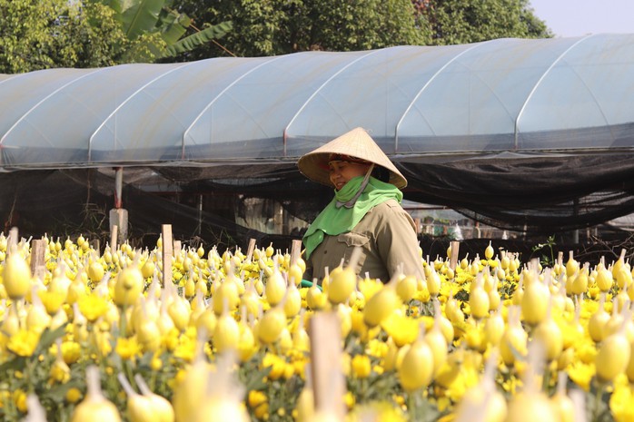Làng hoa lớn nhất Thanh Hóa tất bật vào vụ Tết- Ảnh 6. Làng hoa lớn nhất Thanh Hóa tất bật vào vụ Tết- Ảnh 6.