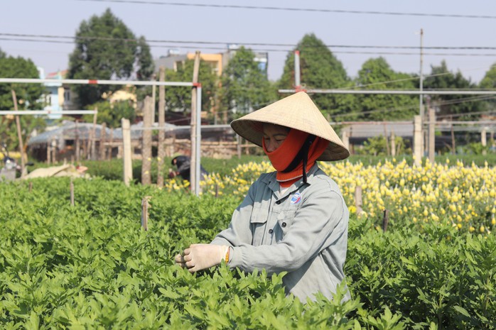 Làng hoa lớn nhất Thanh Hóa tất bật vào vụ Tết- Ảnh 8. Làng hoa lớn nhất Thanh Hóa tất bật vào vụ Tết- Ảnh 8.