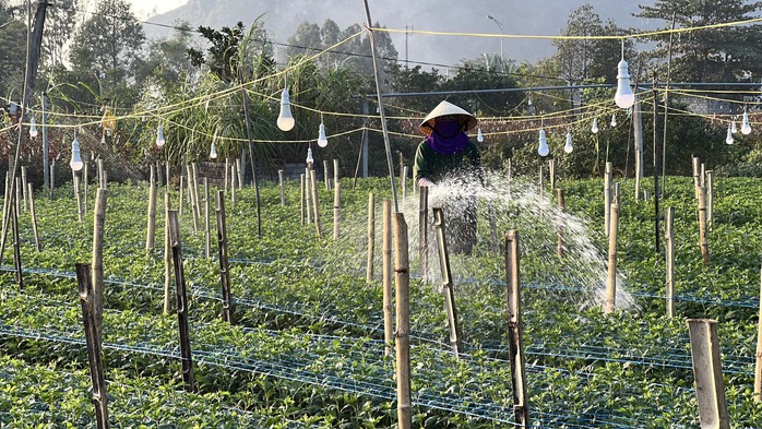 Làng hoa lớn nhất Thanh Hóa tất bật vào vụ Tết- Ảnh 11. Làng hoa lớn nhất Thanh Hóa tất bật vào vụ Tết- Ảnh 11.