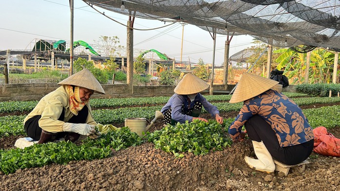Làng hoa lớn nhất Thanh Hóa tất bật vào vụ Tết- Ảnh 12. Làng hoa lớn nhất Thanh Hóa tất bật vào vụ Tết- Ảnh 12.