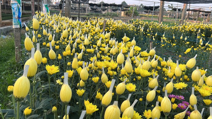 Làng hoa lớn nhất Thanh Hóa tất bật vào vụ Tết- Ảnh 14. Làng hoa lớn nhất Thanh Hóa tất bật vào vụ Tết- Ảnh 14.
