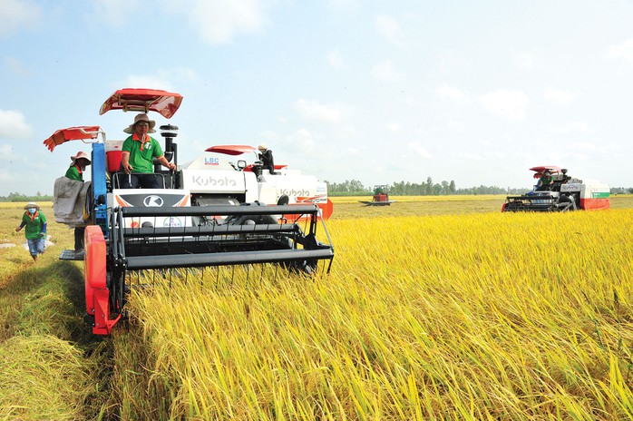TỌA ĐÀM “GIẢI PHÁP ĐƯỜNG DÀI CHO XUẤT KHẨU GẠO”: Liên kết thật chặt, gạo Việt sẽ tiến xa- Ảnh 1. TỌA ĐÀM “GIẢI PHÁP ĐƯỜNG DÀI CHO XUẤT KHẨU GẠO”: Liên kết thật chặt, gạo Việt sẽ tiến xa- Ảnh 1.