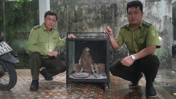 Đà Nẵng: Người dân giao nộp diều hoa Miến Điện quý hiếm- Ảnh 1. Đà Nẵng: Người dân giao nộp diều hoa Miến Điện quý hiếm- Ảnh 1.