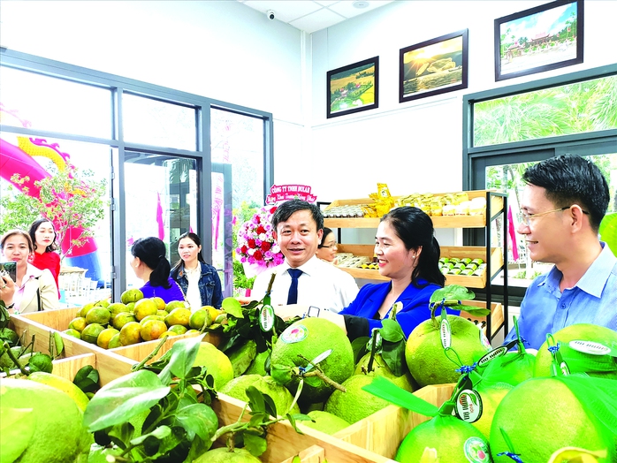 L&atilde;nh đạo huyện Ho&agrave;i &Acirc;n giới thiệu c&aacute;c loại c&acirc;y ăn quả địa phương