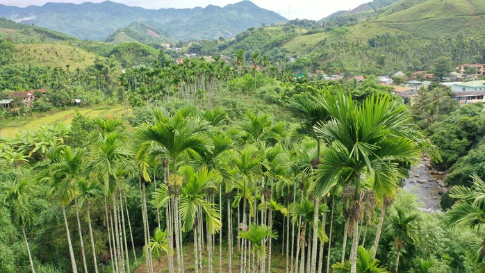 Quảng Ngãi: Giá cau cao kỷ lục, "trăm năm mới có một lần"- Ảnh 4.