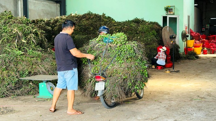 Quảng Ngãi: Giá cau cao kỷ lục, "trăm năm mới có một lần"- Ảnh 2.