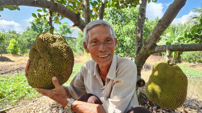 Cần Thơ: Nông dân 75 tuổi thu nhập hơn 1 tỉ đồng/năm nhờ giống mít Cần Thơ: Nông dân 75 tuổi thu nhập hơn 1 tỉ đồng/năm nhờ giống mít