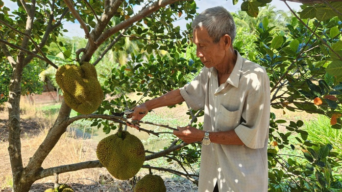 Cần Thơ: Nông dân 75 tuổi thu nhập hơn 1 tỉ đồng/năm nhờ giống mít Cần Thơ: Nông dân 75 tuổi thu nhập hơn 1 tỉ đồng/năm nhờ giống mít