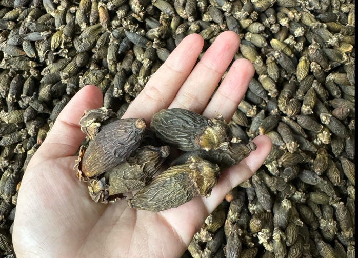 Lần đầu tiên trong đời nhà vườn thấy giá cau tăng kỷ lục, điều gì đang xảy ra?- Ảnh 3. Lần đầu tiên trong đời nhà vườn thấy giá cau tăng kỷ lục, điều gì đang xảy ra?- Ảnh 3.