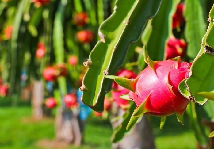 Tần suất kiểm tra EU với thanh long Việt Nam: Bộ Nông nghiệp làm rõ - Ảnh 1. Tần suất kiểm tra EU với thanh long Việt Nam: Bộ Nông nghiệp làm rõ - Ảnh 1.