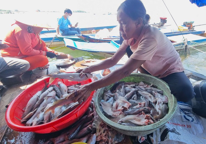 Bất thường cá nuôi trong hồ thủy lợi chết hàng loạt ở Gia Lai- Ảnh 3. Bất thường cá nuôi trong hồ thủy lợi chết hàng loạt ở Gia Lai- Ảnh 3.