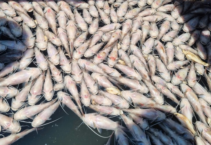Bất thường cá nuôi trong hồ thủy lợi chết hàng loạt ở Gia Lai- Ảnh 1. Bất thường cá nuôi trong hồ thủy lợi chết hàng loạt ở Gia Lai- Ảnh 1.