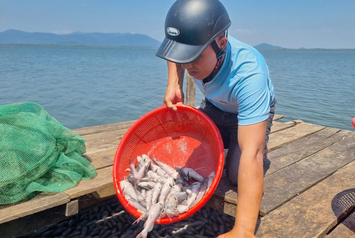 Bất thường cá nuôi trong hồ thủy lợi chết hàng loạt ở Gia Lai- Ảnh 4. Bất thường cá nuôi trong hồ thủy lợi chết hàng loạt ở Gia Lai- Ảnh 4.