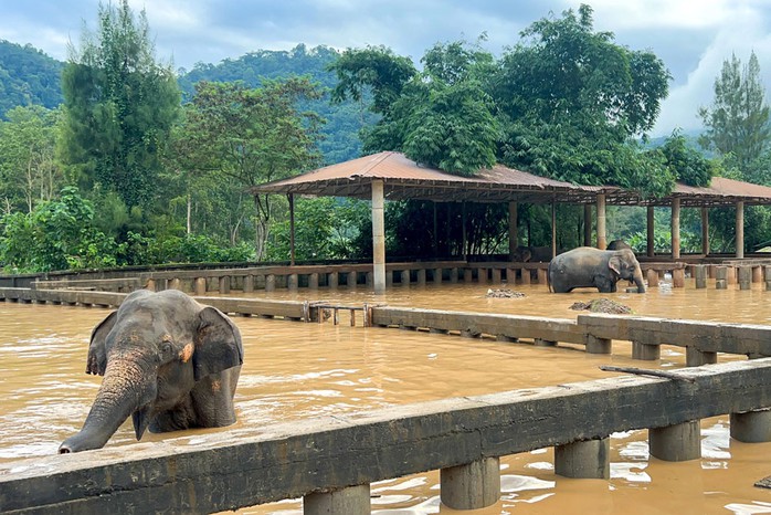 Ngập sâu tại Công viên Tự nhiên Voi ở tỉnh Chiang Mai - Thái Lan hôm 4-10. Ảnh: REUTERS Ngập sâu tại Công viên Tự nhiên Voi ở tỉnh Chiang Mai - Thái Lan hôm 4-10. Ảnh: REUTERS