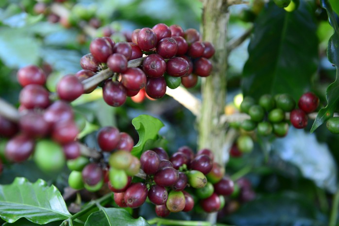 Cà phê Robusta, Arabica đồng loạt tăng giá sốc - Ảnh 1. Cà phê Robusta, Arabica đồng loạt tăng giá sốc - Ảnh 1.