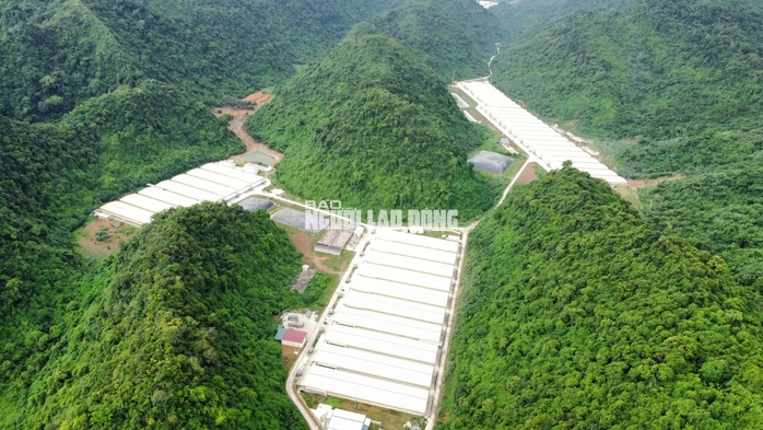 Trại heo gây mùi khiến người dân lo lắng bị phạt 216 triệu đồng- Ảnh 1. Trại heo gây mùi khiến người dân lo lắng bị phạt 216 triệu đồng- Ảnh 1.