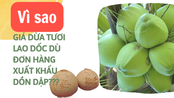 Giá dừa tươi giảm gần một nửa dù đơn hàng xuất khẩu dồn dập, vì sao?- Ảnh 1. Giá dừa tươi giảm gần một nửa dù đơn hàng xuất khẩu dồn dập, vì sao?- Ảnh 1.