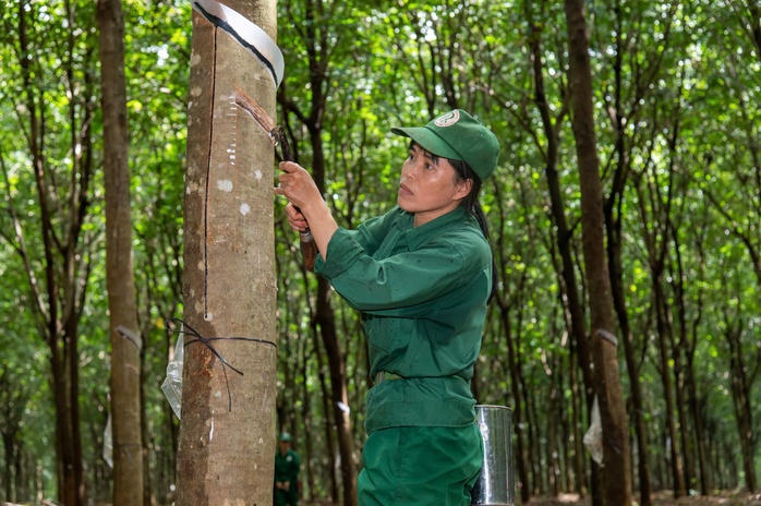 VRG lên tiếng về kết luận thanh tra lao động- Ảnh 2. VRG lên tiếng về kết luận thanh tra lao động- Ảnh 2.
