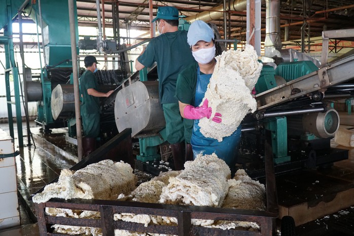 Đổi đời nhờ cây cao su (*): Làm giàu ở vùng đất mới- Ảnh 1. Đổi đời nhờ cây cao su (*): Làm giàu ở vùng đất mới- Ảnh 1.