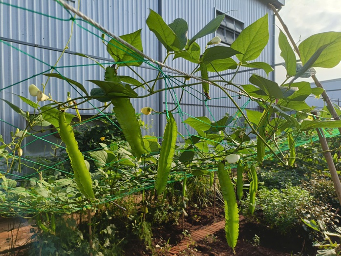 Mê mẩn vườn rau gần 1.000m2 giữa khuôn viên 1 công ty ở Bình Dương- Ảnh 3.