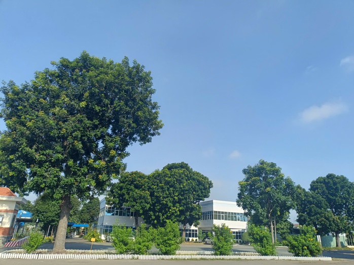 Mê mẩn vườn rau gần 1.000m2 giữa khuôn viên 1 công ty ở Bình Dương- Ảnh 9.