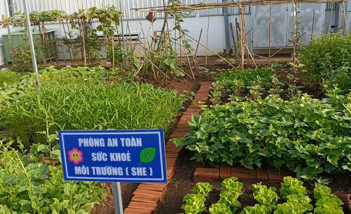 Mê mẩn vườn rau gần 1.000m2 giữa khuôn viên 1 công ty ở Bình Dương- Ảnh 7.